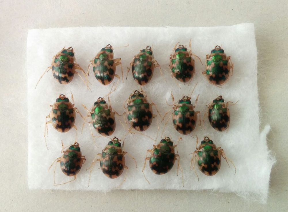 Omophron_limbatum Omophron_limbatum