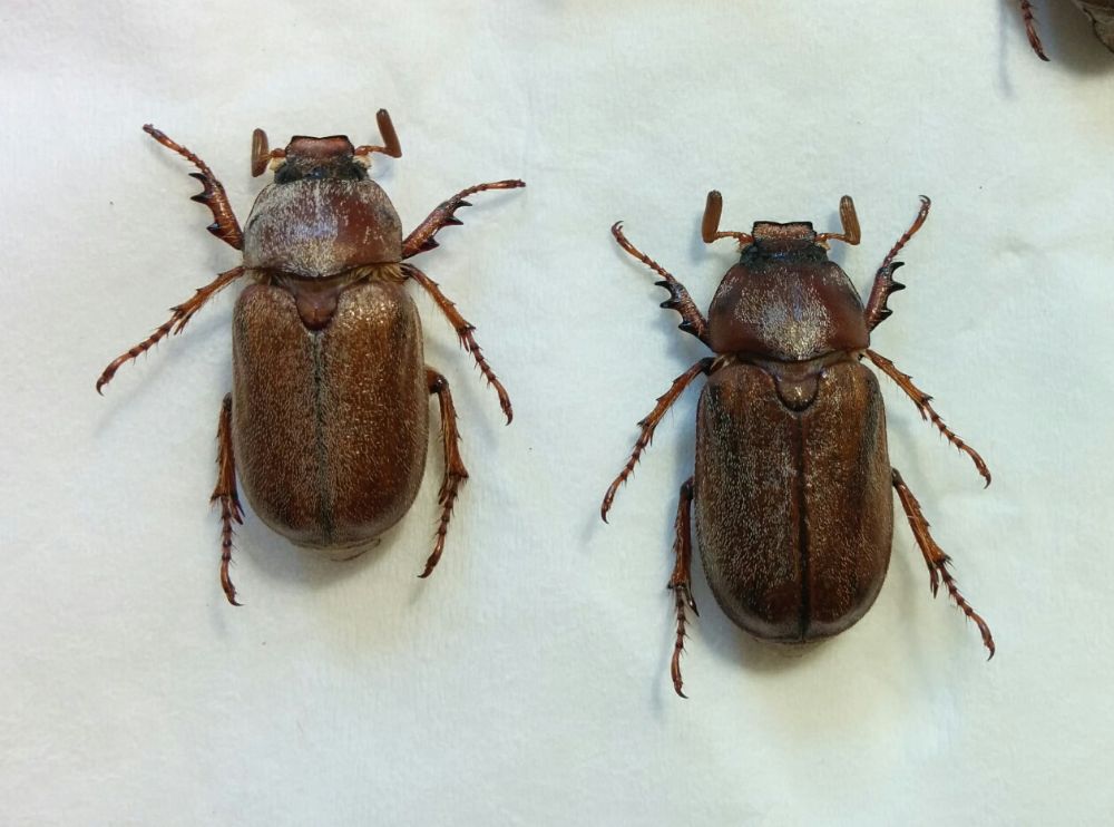 FOTO_20180804_164422 FOTO_20180804_164422