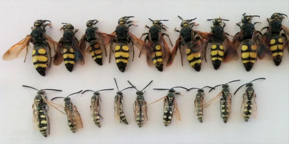 Europe_Hym_Scoliidae_Colpa_sexmaculata Europe_Hym_Scoliidae_Colpa_sexmaculata