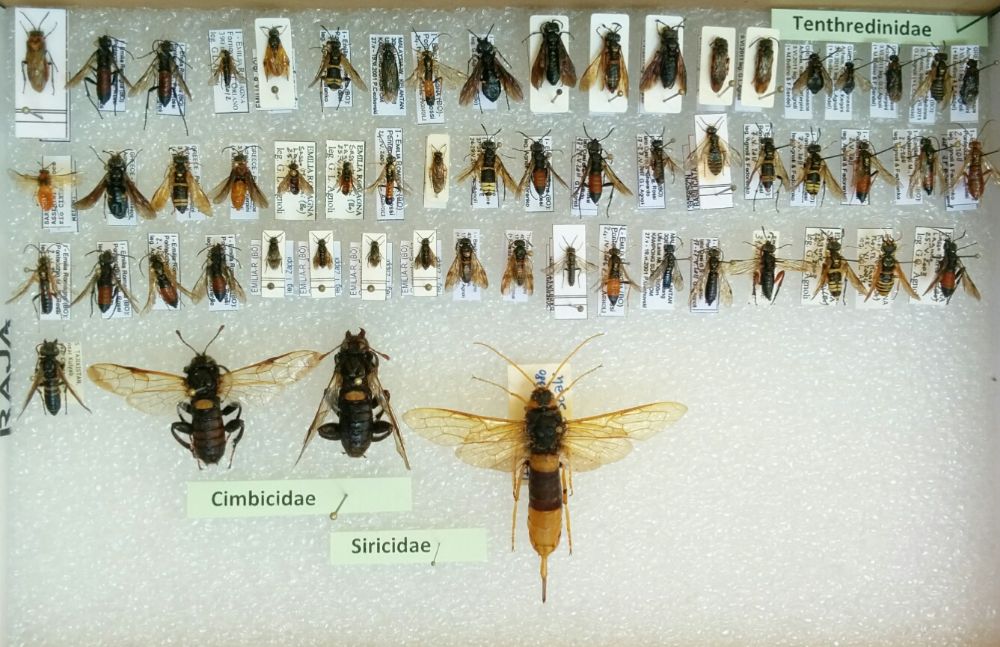 Hym_Tenthredinidae_Cimbicidae_Siricidae Hym_Tenthredinidae_Cimbicidae_Siricidae