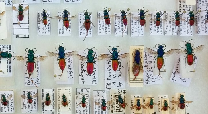 Chrysididae_1 Chrysididae_1