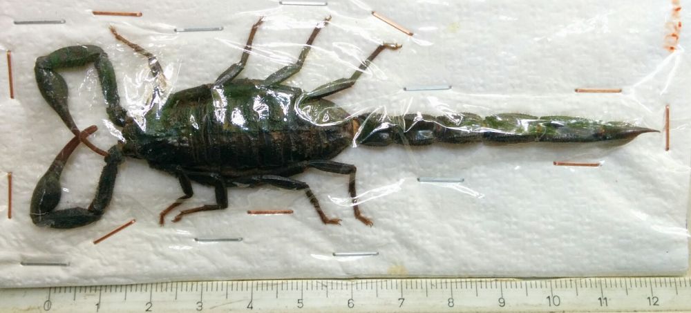 Iran_Scorpionida_Hottentotta_zagrosensis Iran_Scorpionida_Hottentotta_zagrosensis