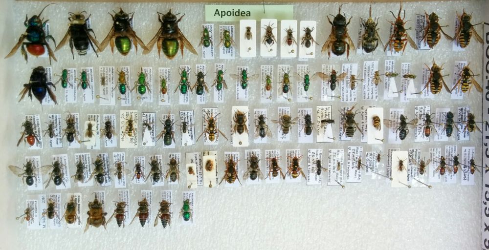 Hym_Apoidea Hym_Apoidea