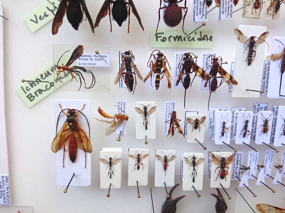 Ichneumonidae_Braconidae_mix_1 Ichneumonidae_Braconidae_mix_1