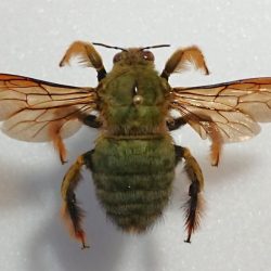 Xylocopa