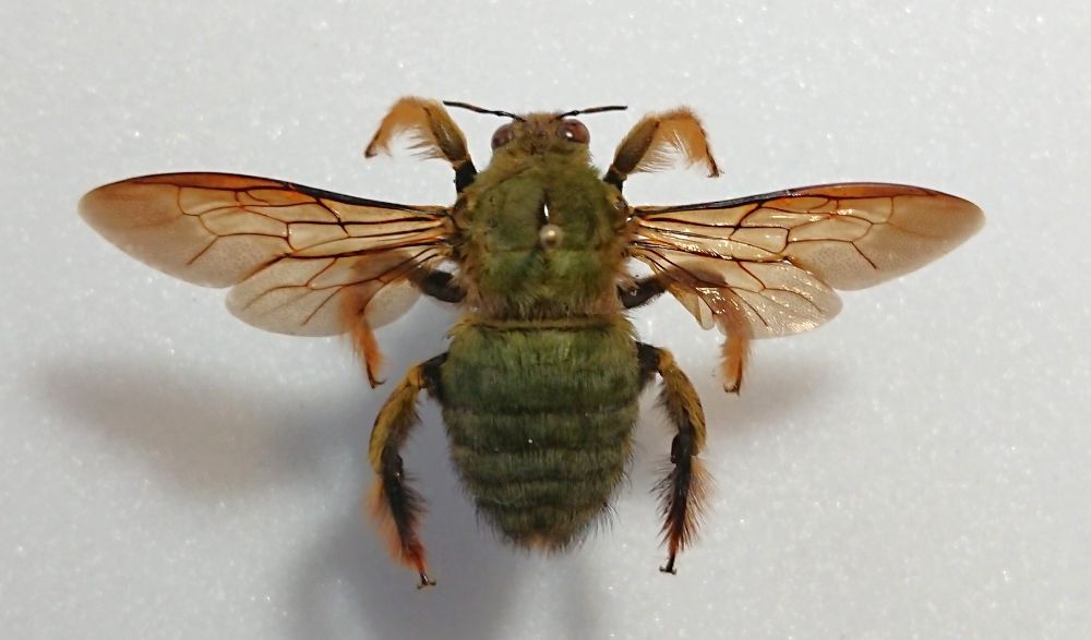 Xylocopa Xylocopa
