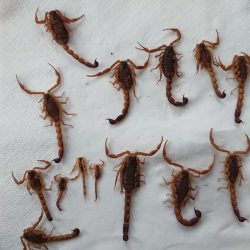 Hottentotta conspersus_1